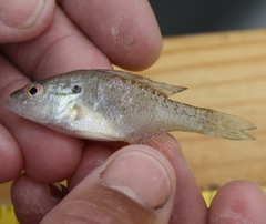 Lepomis humilis