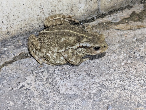 Asiatic Toad