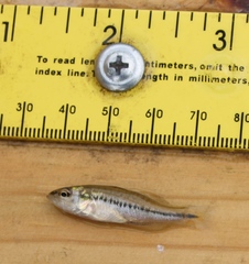 Micropterus treculii