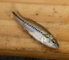Micropterus treculii