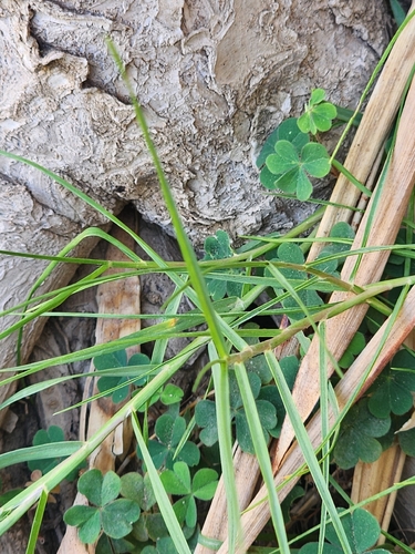 Creeping Woodsorrel