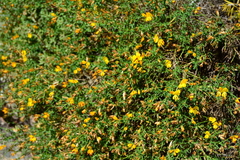Genista corsica
