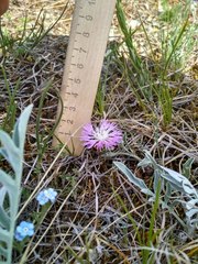 Psephellus sibiricus