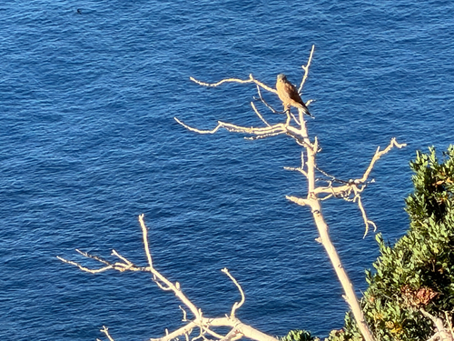 Eurasian Kestrel