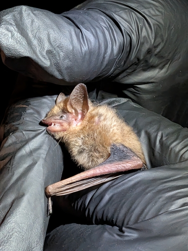 Tri-coloured Bat