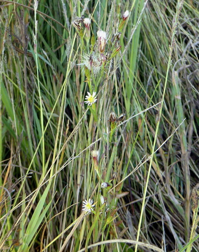 Symphyotrichum squamatum image