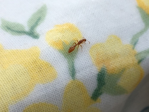 Photo of Yellow Slender ant (Tetraponera emeryi)