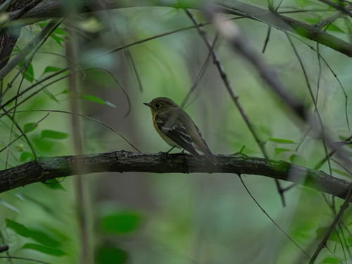 Mugimaki Flycatcher