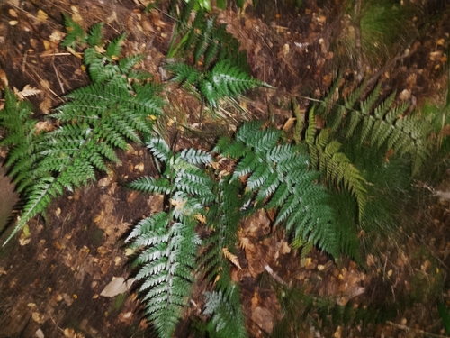 Black shield fern