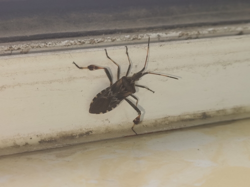 Western Conifer Seed Bug