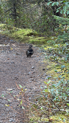 Spruce Grouse