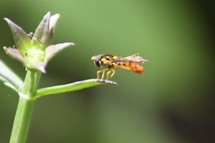 Sphaerophoria pyrrhina