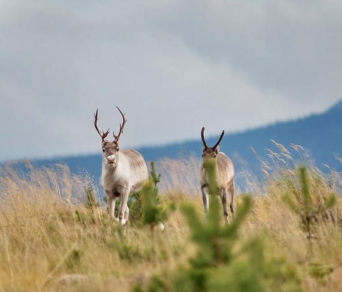 Domestic Reindeer