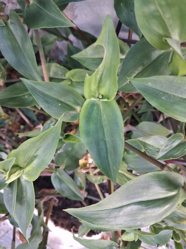 Rio Spiderwort