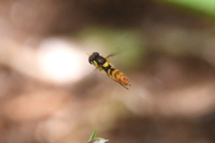 Sphaerophoria pyrrhina