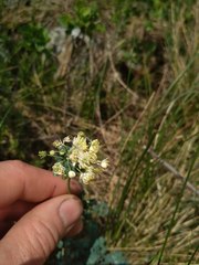 Thalictrum petaloideum