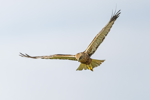 Western Marsh Harrier