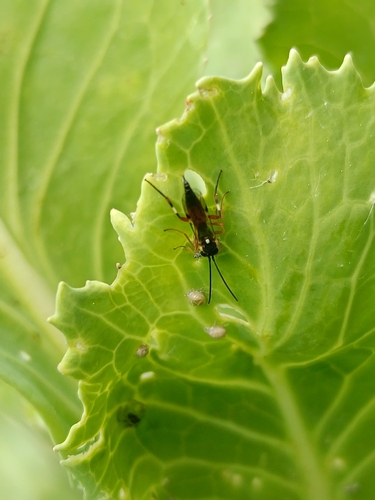 Common Hover Fly Parasitoid Wasp