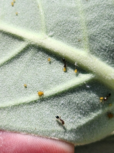 Oleander Aphid