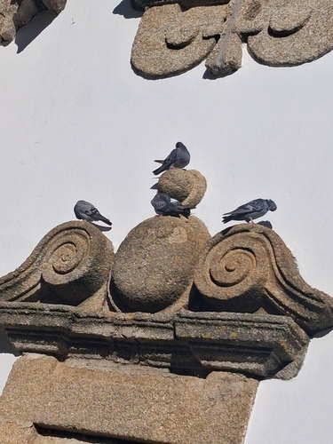 Feral Pigeon