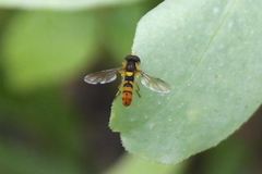 Sphaerophoria pyrrhina