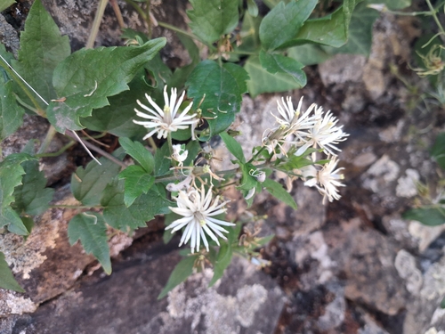 Old man's beard