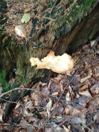 chicken of the woods