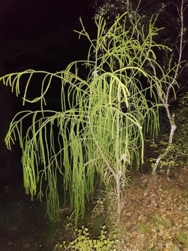 rimu