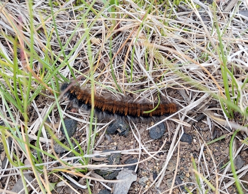 Fox Moth
