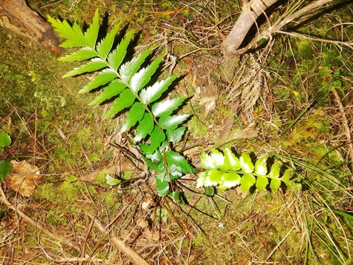 Mare's Tail Fern