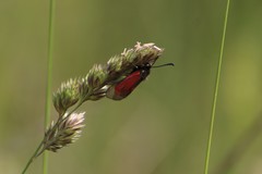 Zygaena purpuralis