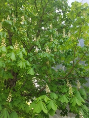 Aesculus hippocastanum