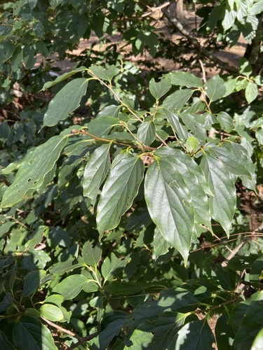 Diospyros oldhamii observed 2026-09-13