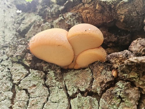 Beefsteak Polypore