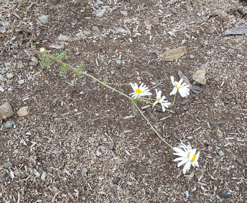 scentless mayweed