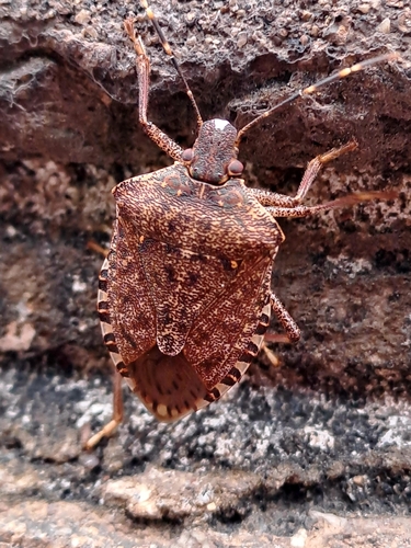 Brown Marmorated Stink Bug