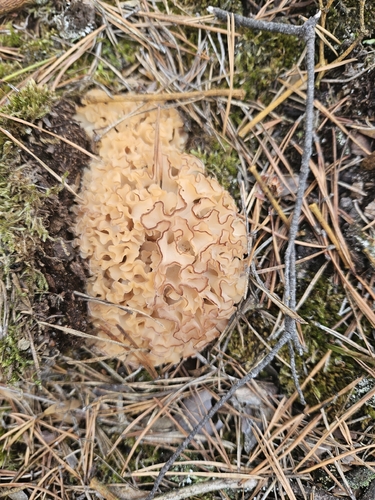 Cauliflower Fungus
