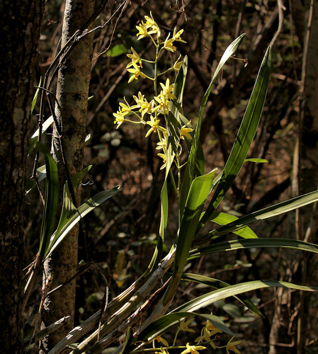 Ansellia africana