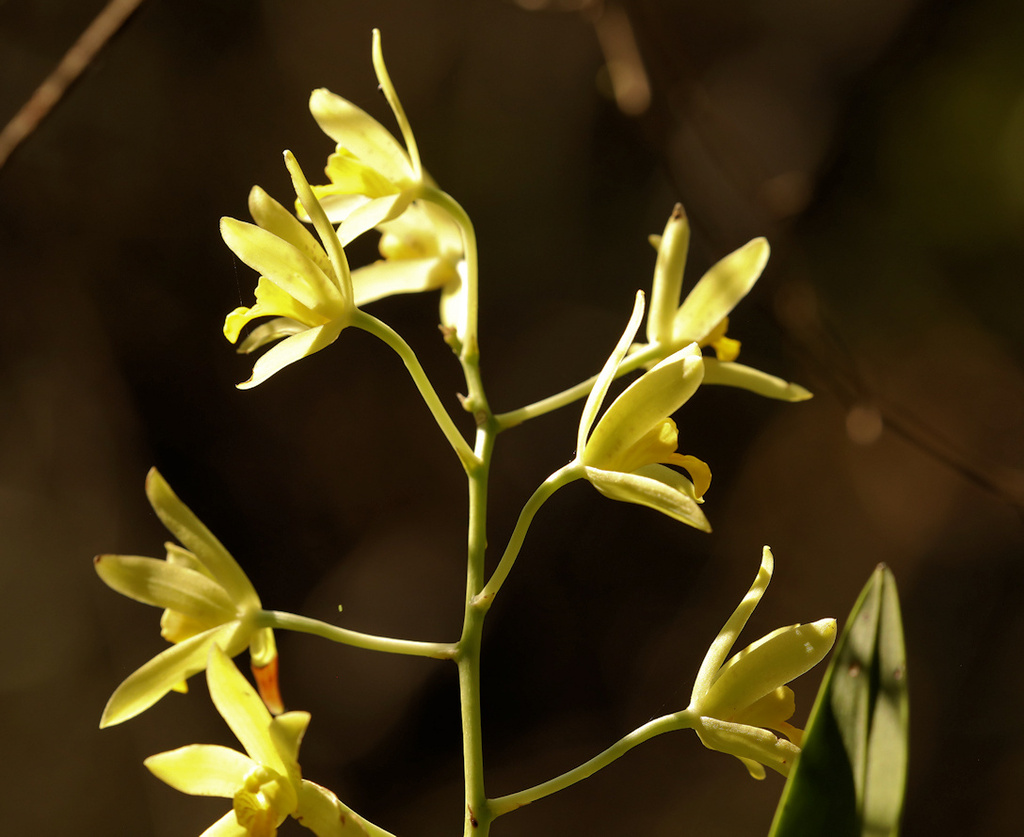 Ansellia africana; photograph (c) Wynand Uys, some rights reserved (CC BY)