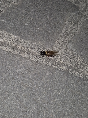 Southern Field Cricket