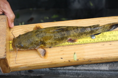 Pylodictis olivaris