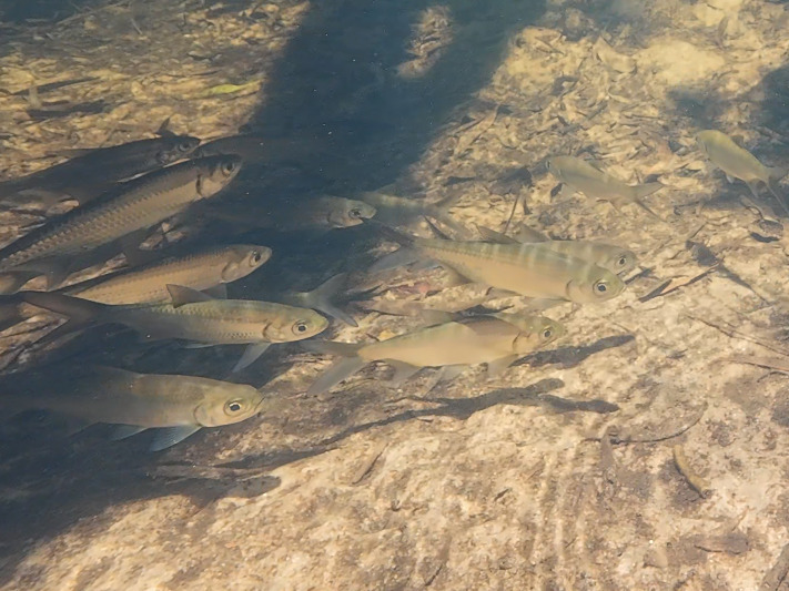 Indo-Pacific tarpon