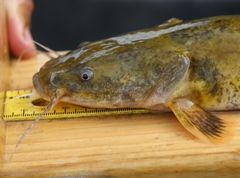 Pylodictis olivaris