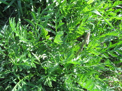 Tanacetum vulgare
