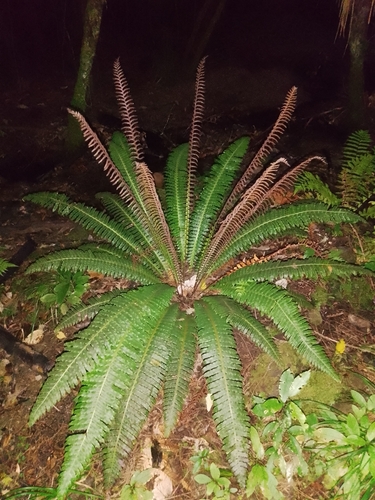 Crown Fern