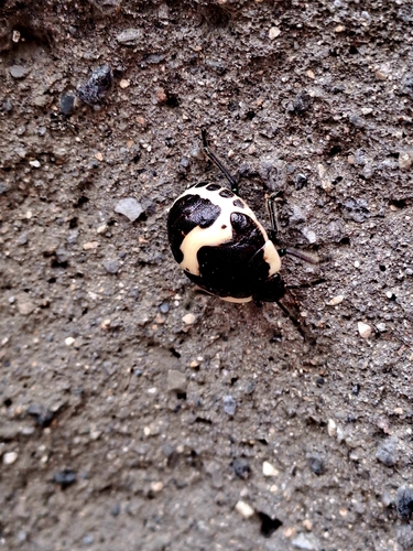 Clown Stink Bug