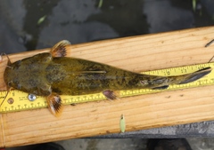 Pylodictis olivaris