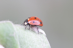 Dinocampus coccinellae