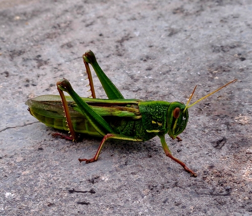 Large Green Grasshopper