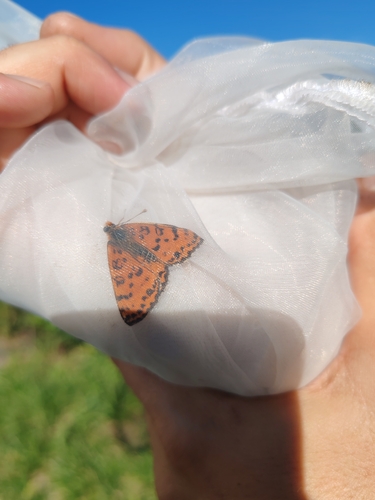 Spotted Fritillary